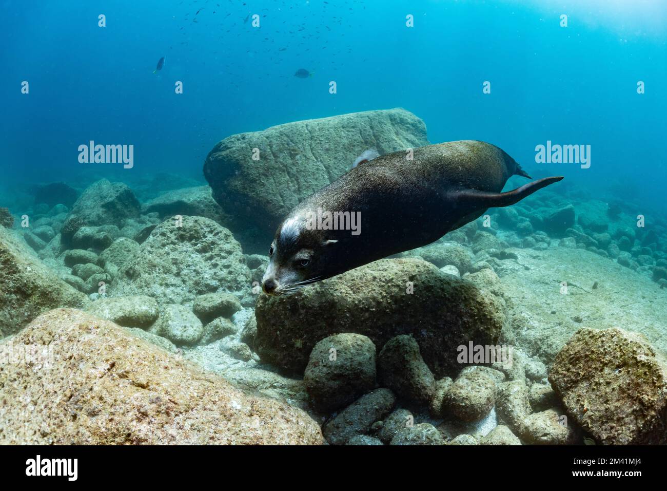 young sea lion playing with a scuba diver in La Paz Baja California Stock Photo