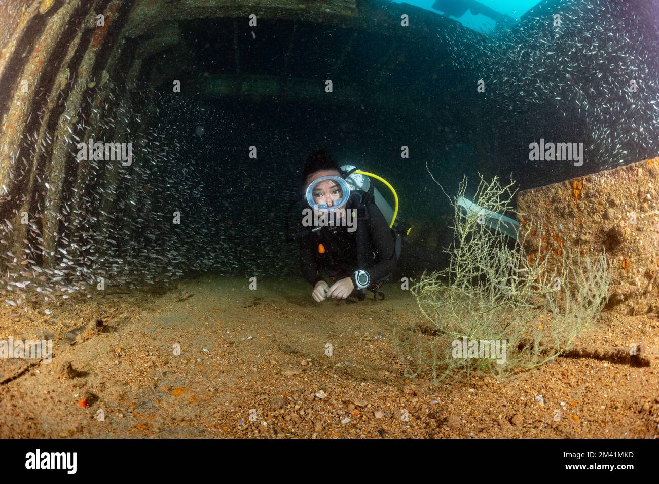 scuba diver over a wreck in the  Sea of Cortez Stock Photo