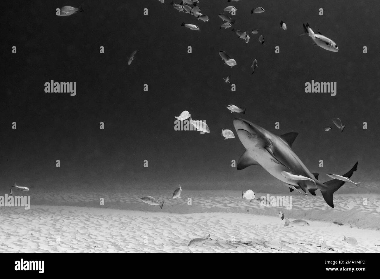 bull shark encounter at Playa Del Carmen in Mexico Stock Photo - Alamy