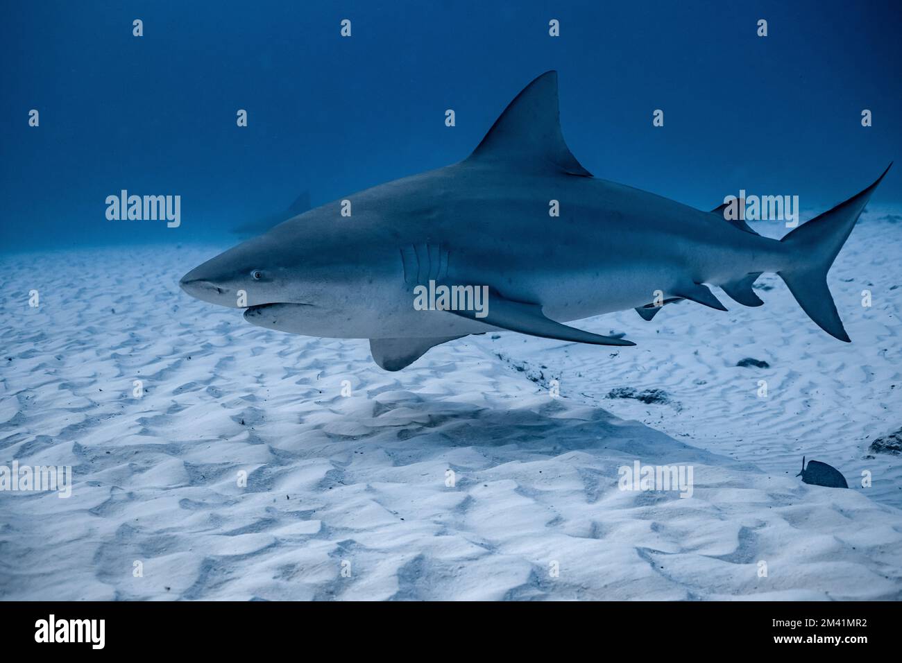 bull shark encounter at Playa Del Carmen in Mexico Stock Photo