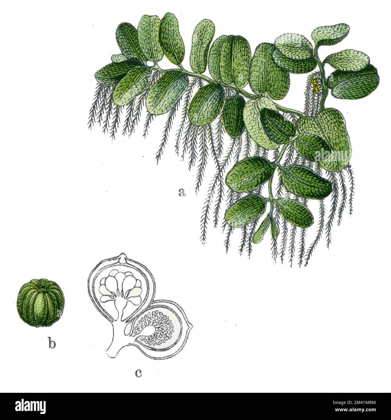floating fern Salvinia natans,  (botany book, 1909), Schwimmfarn Stock Photo