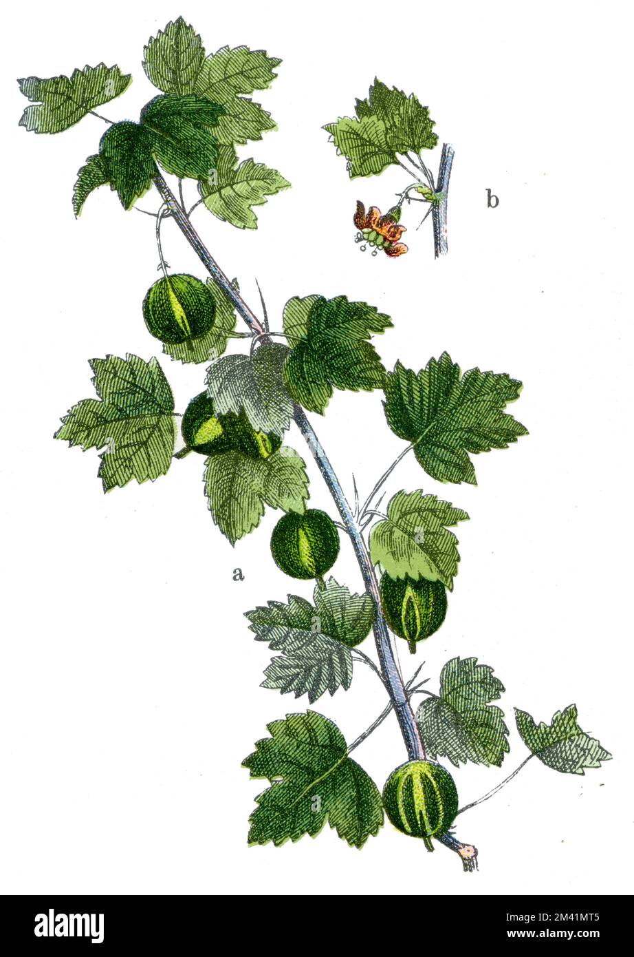 Gooseberry Ribes Gooseberry Ribes uva-crispa Syn. Ribes grossularia, (botany book, 1909 ...