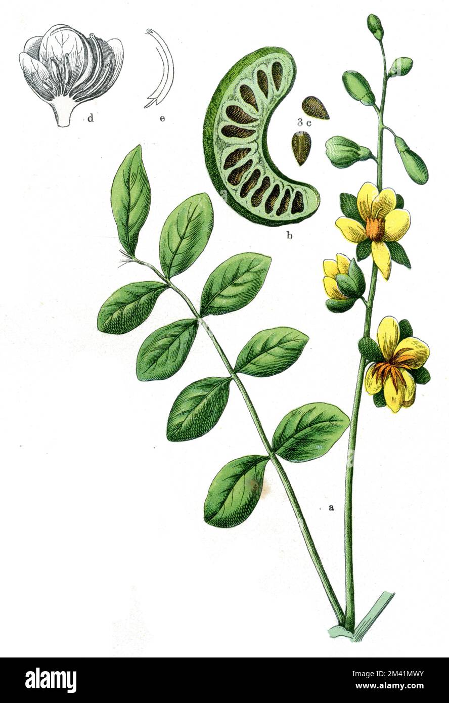 Senna obtusifolia Senna obtusifolia,  (botany book, 1909), Sennesblätterstrauch Stock Photo