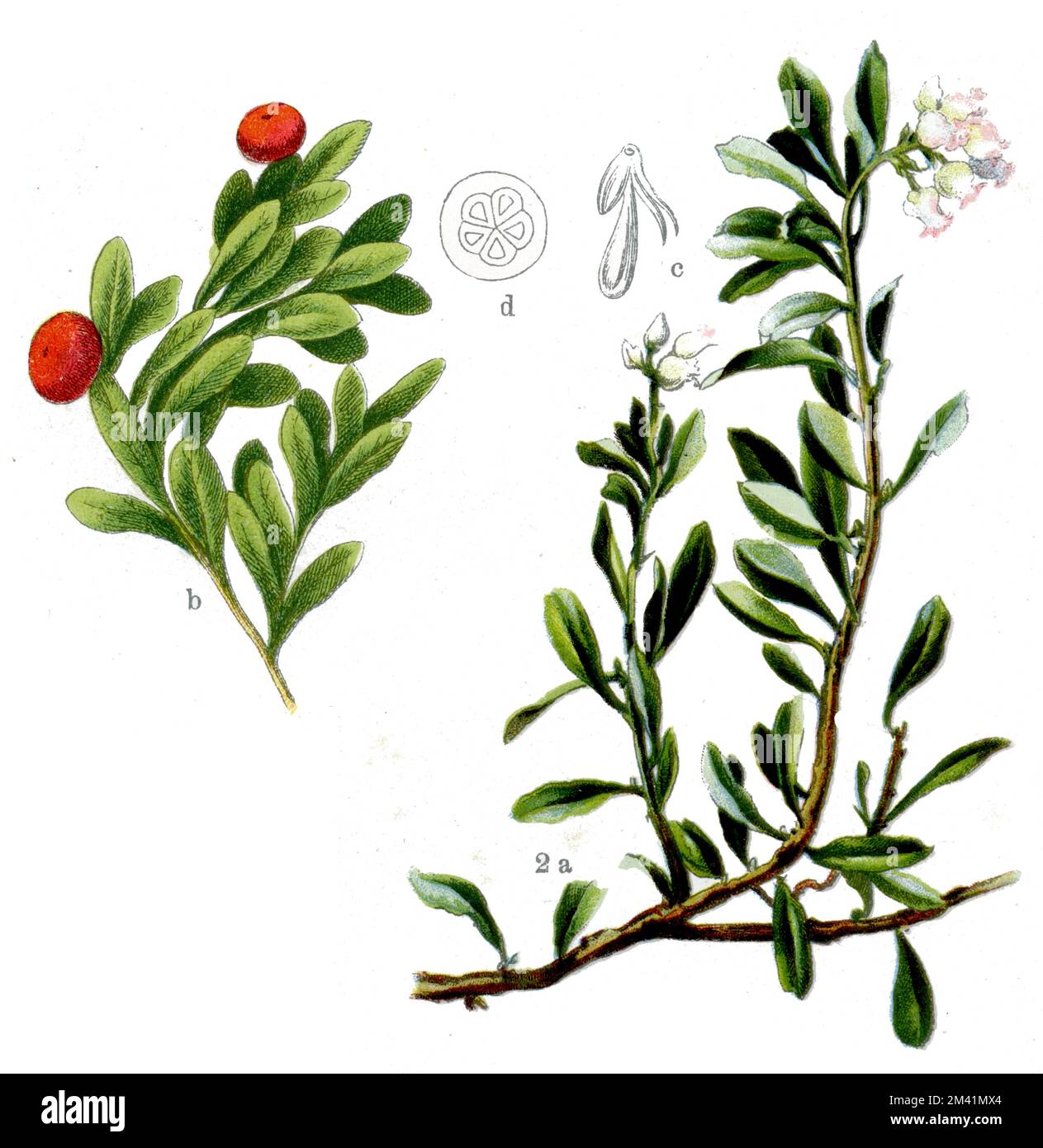 bearberry Arctostaphylos uva-ursi,  (botany book, 1909), Echte Bärentraube Stock Photo