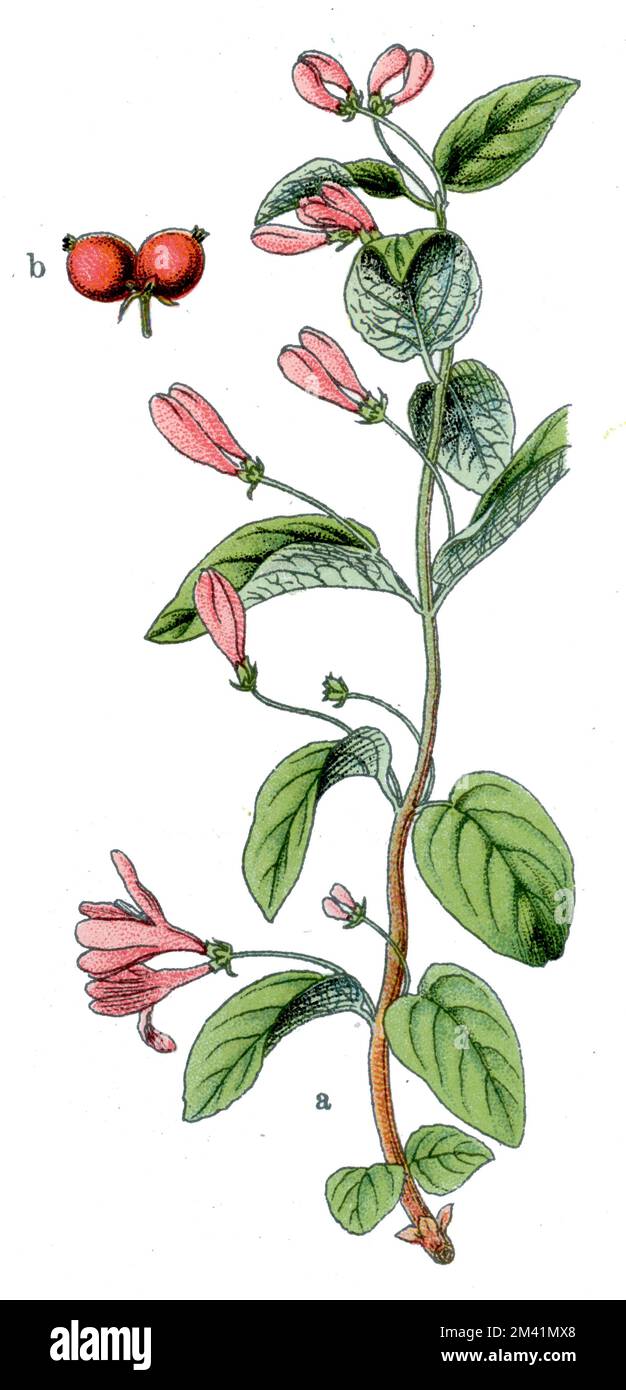 Tatarian honeysuckle Lonicera tatarica,  (botany book, 1909), Tataren-Heckenkirsche Stock Photo