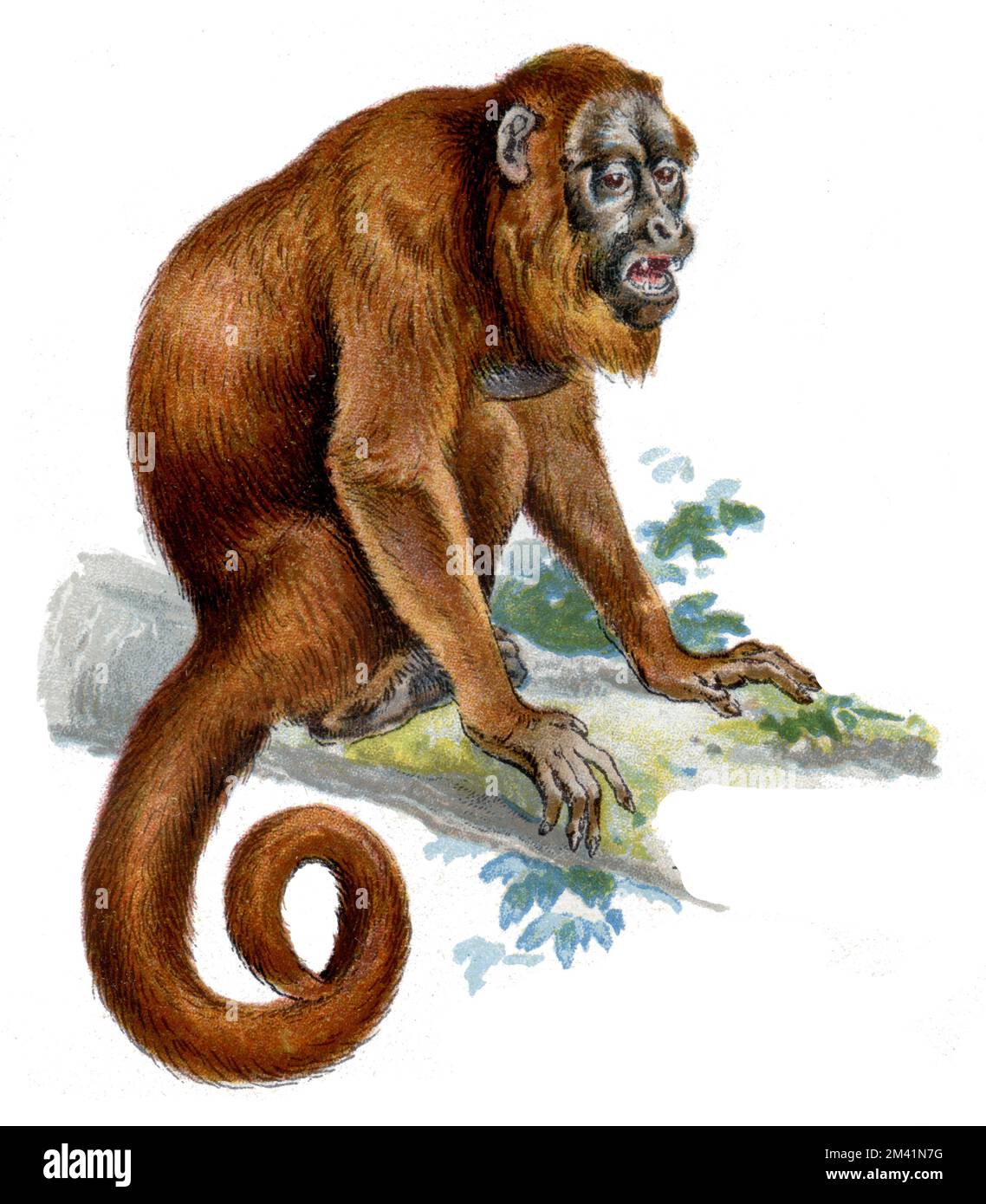 Venezuelan red howler Alouatta seniculus,  (zoology book, 1913), Roter Brüllaffe Stock Photo