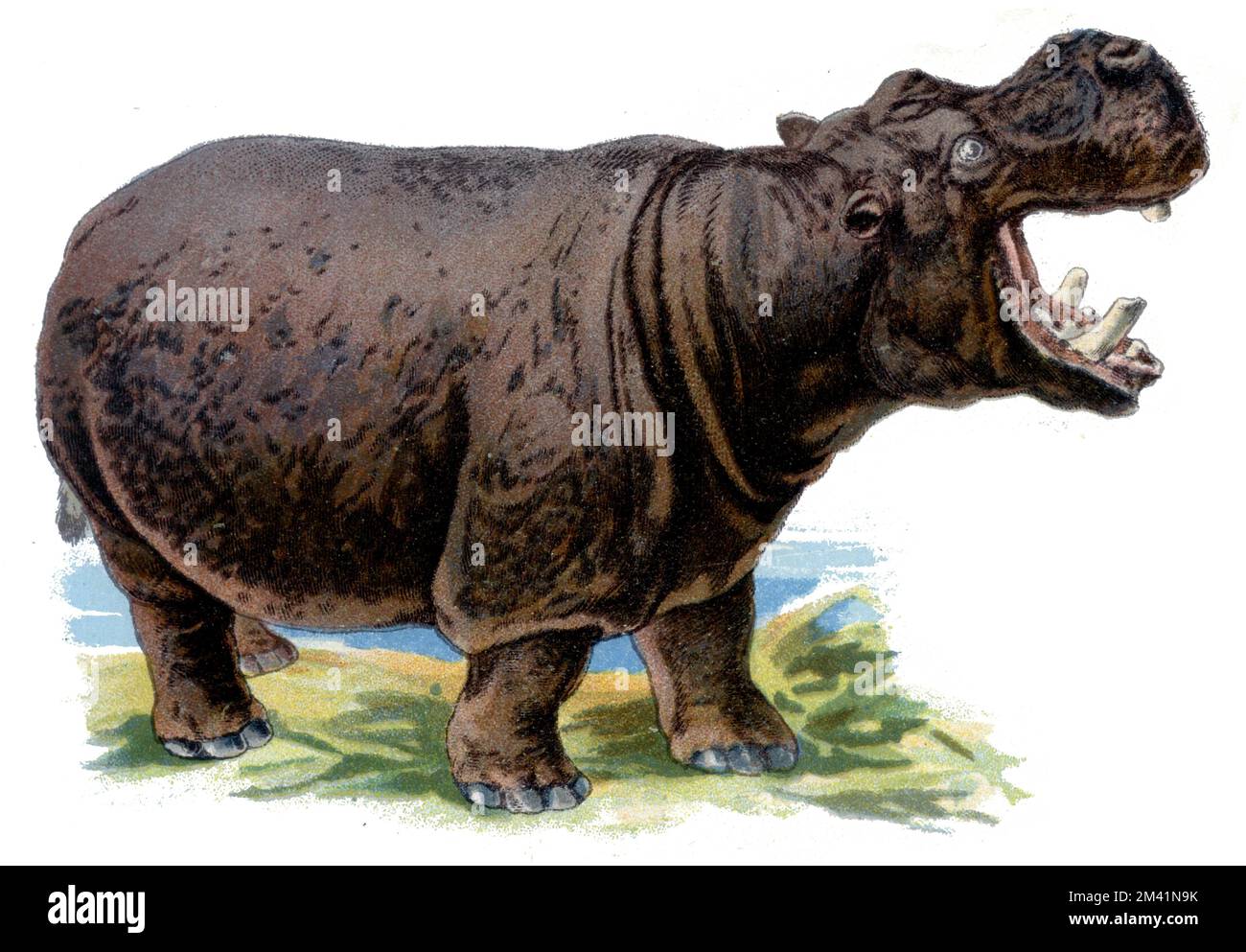 hippopotamus Hippopotamus amphibius,  (zoology book, 1913), Flusspferd Stock Photo
