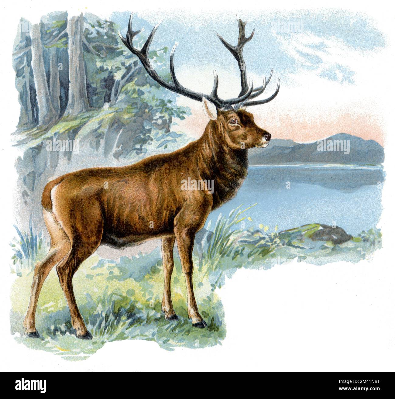 Red Deer Cervus elaphus,  (zoology book, 1913), Rothirsch Stock Photo