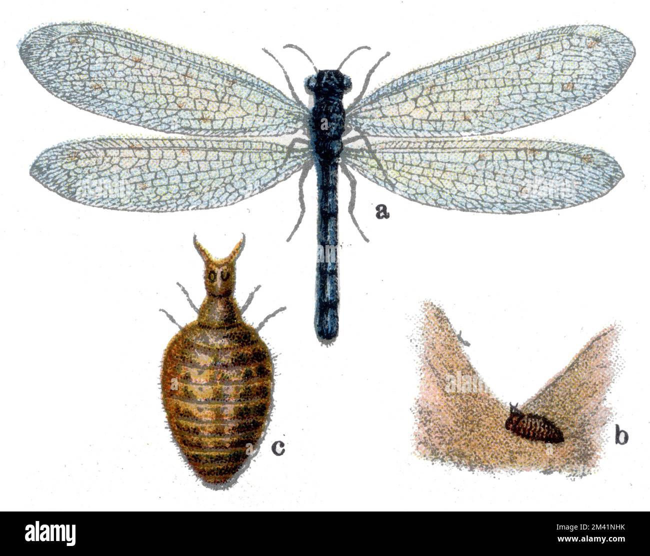 Antlion, b larva in funnel, c enlarged larva Myrmecoleon formicarius
