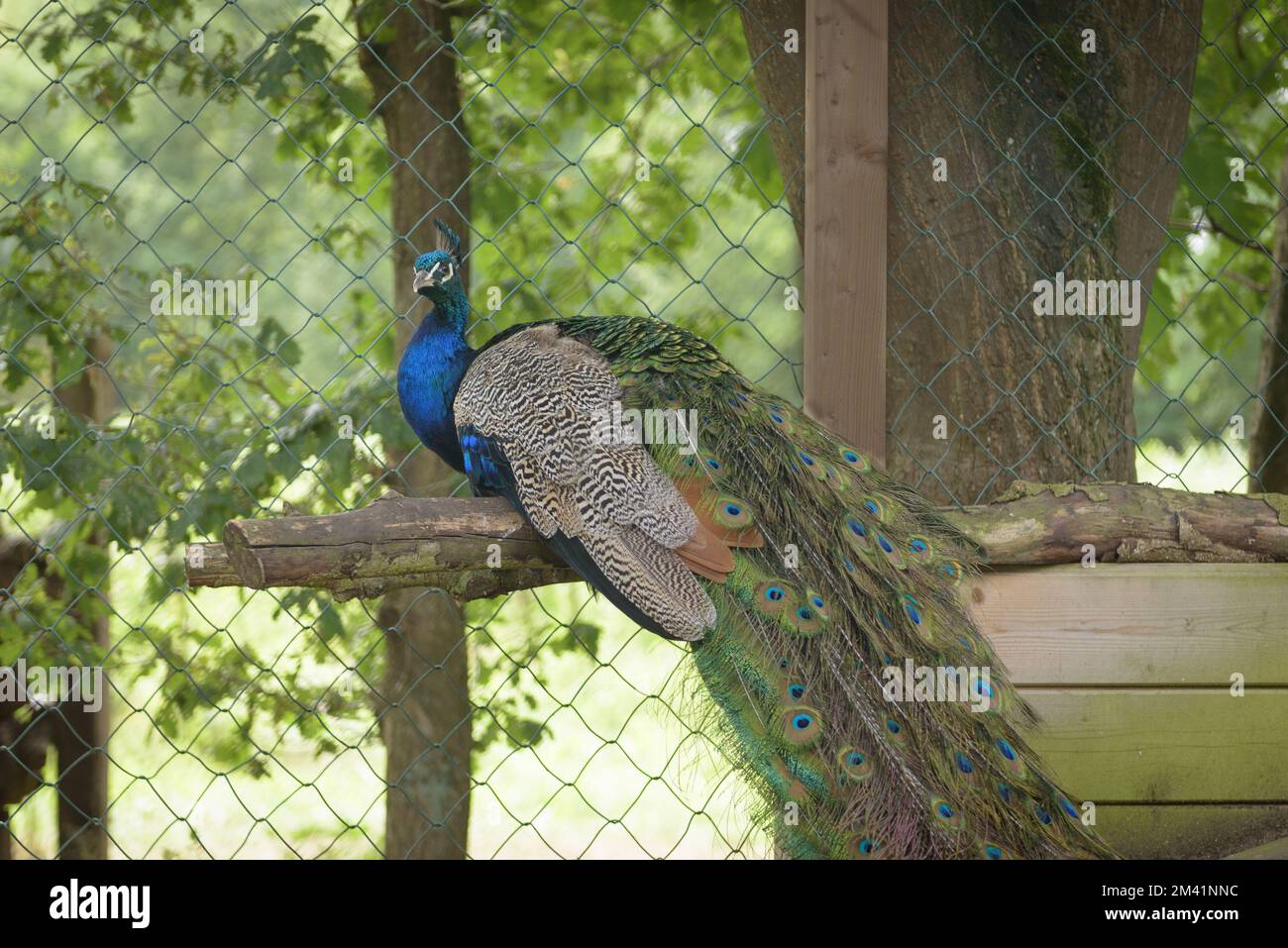 Male peacock bird with long tail Stock Photo