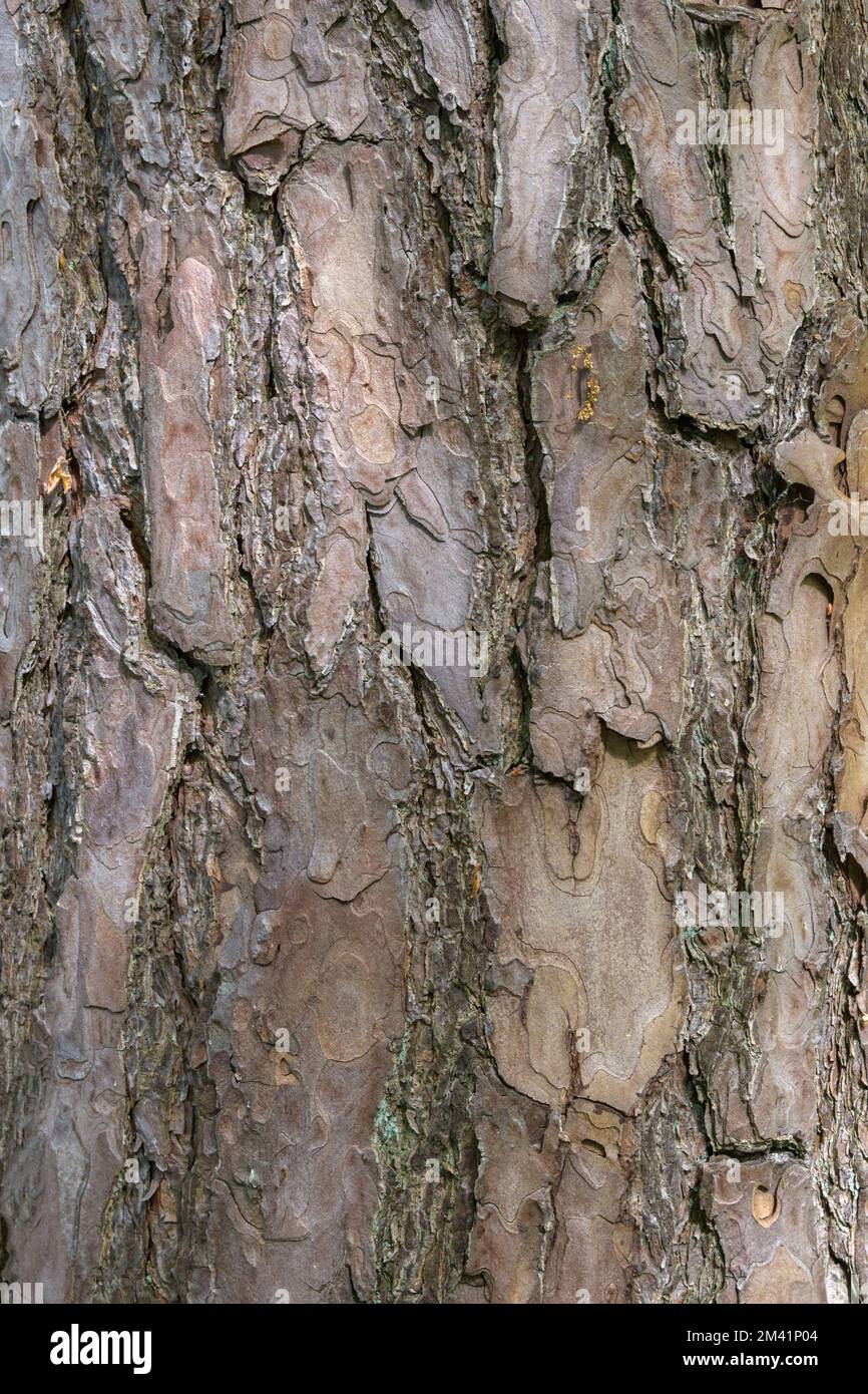 Tree trunk structure. rounded areas of the cortex Stock Photo - Alamy