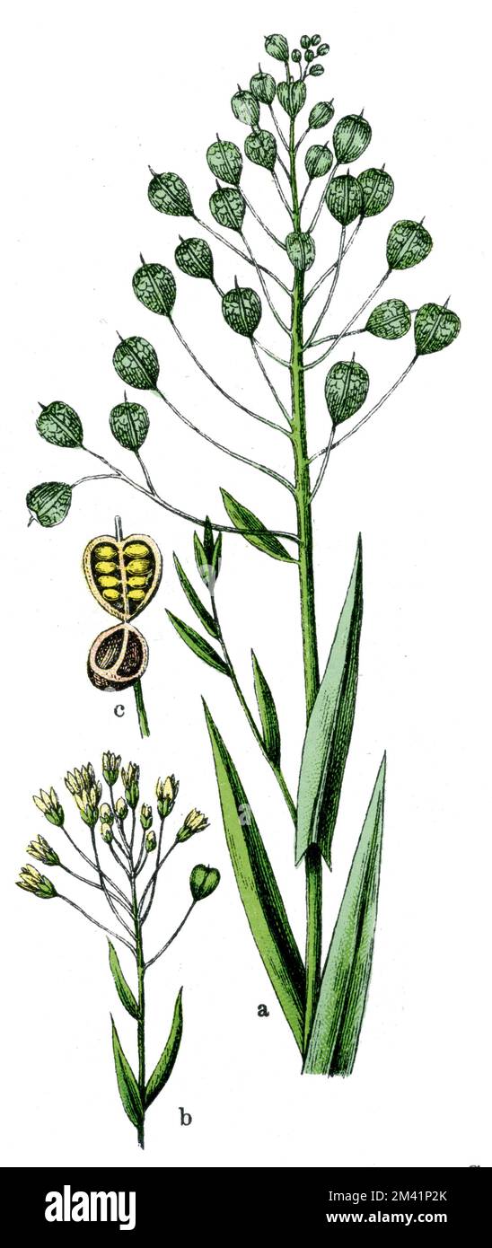 camelina, gold-of-pleasure, or false flax Camelina sativa,  (botany book, 1909), Leindotter Stock Photo