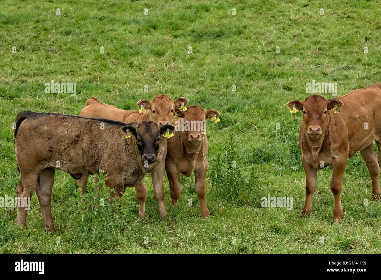 A herd of curious brown beef calves stands in a grassy farmer's field in Nidderdale, North Yorkshire, with yellow identification tags on their ears. Stock Photo