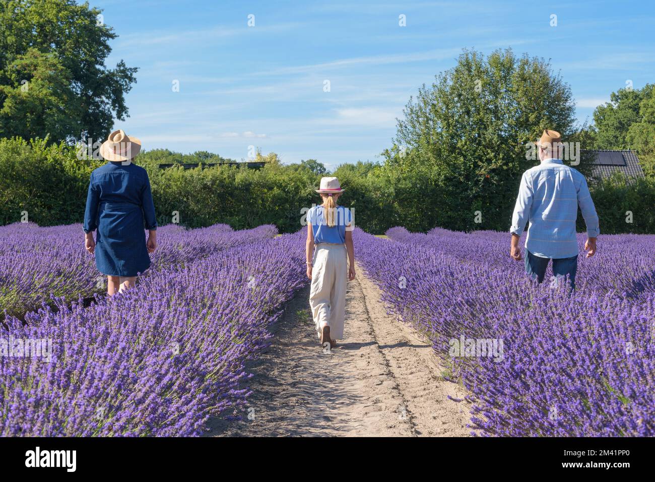 Man woman and girl going along fresh aromatic plantation beds in sunny day perspective. Blue sky. Walking through a lavender field in bloom. Stock Photo