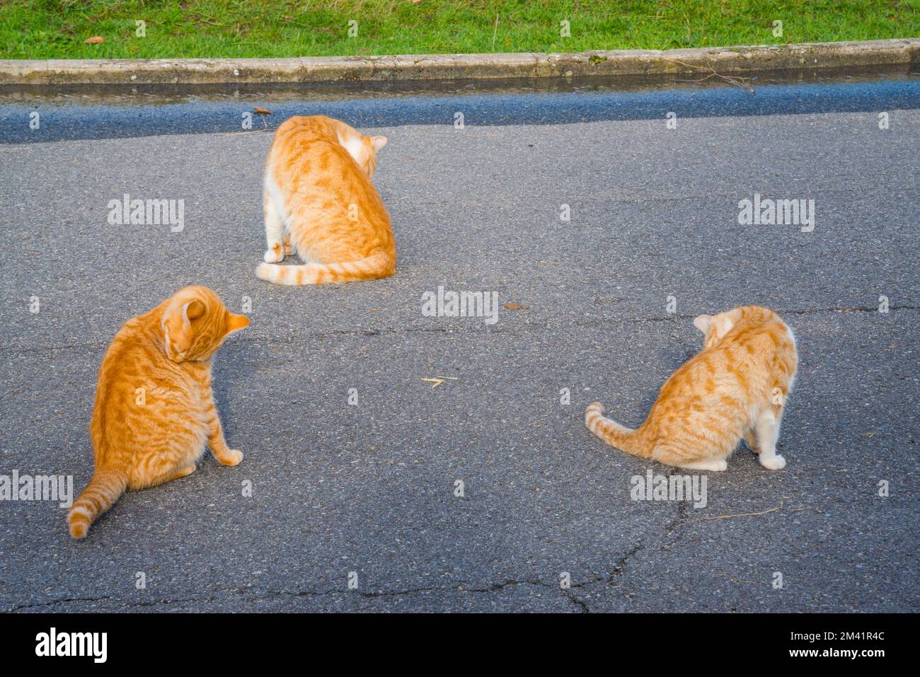 Three cats washing themselves up Stock Photo Alamy