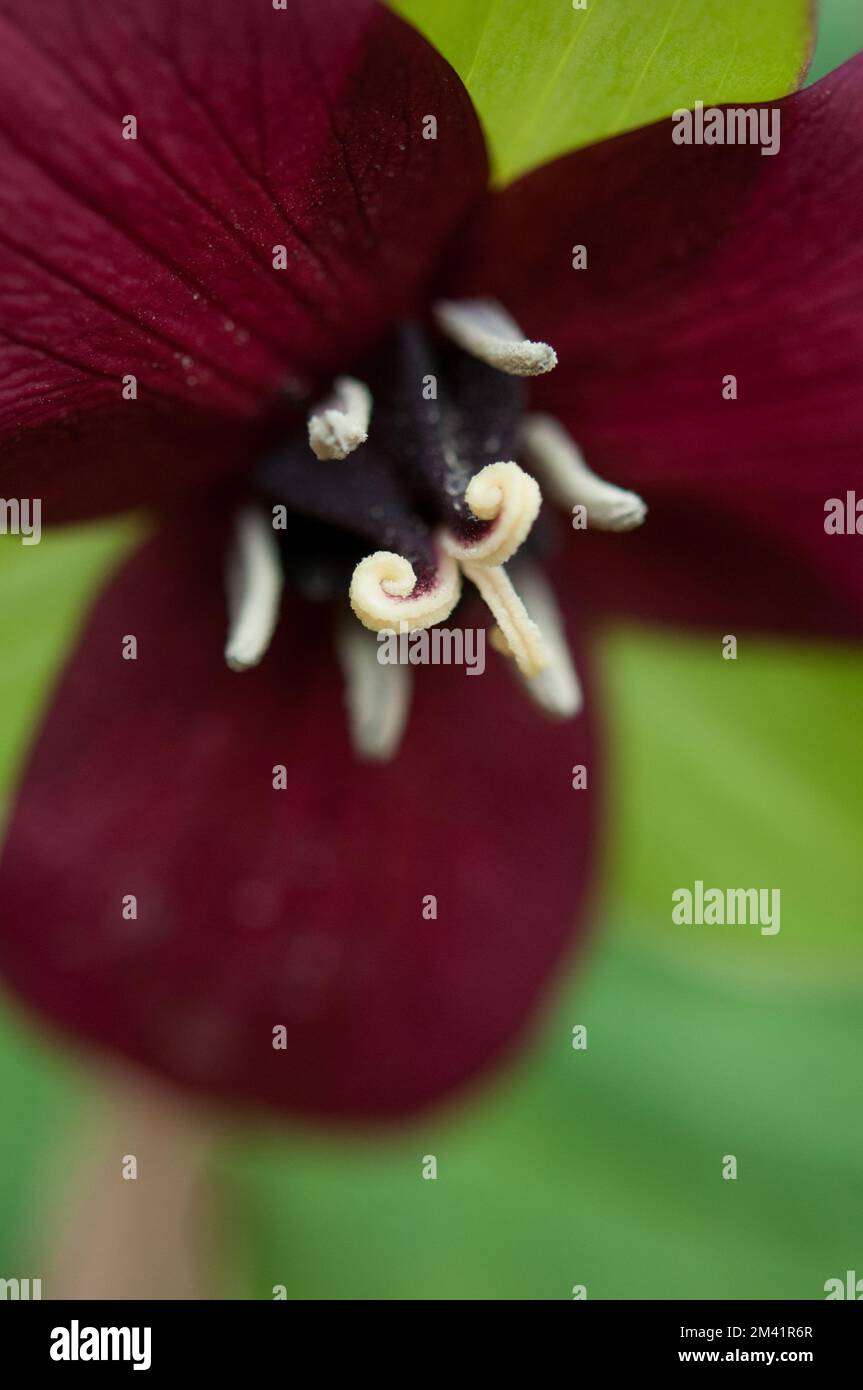close up on center of red Trillium flower blossom in Pennsylvania during spring Stock Photo