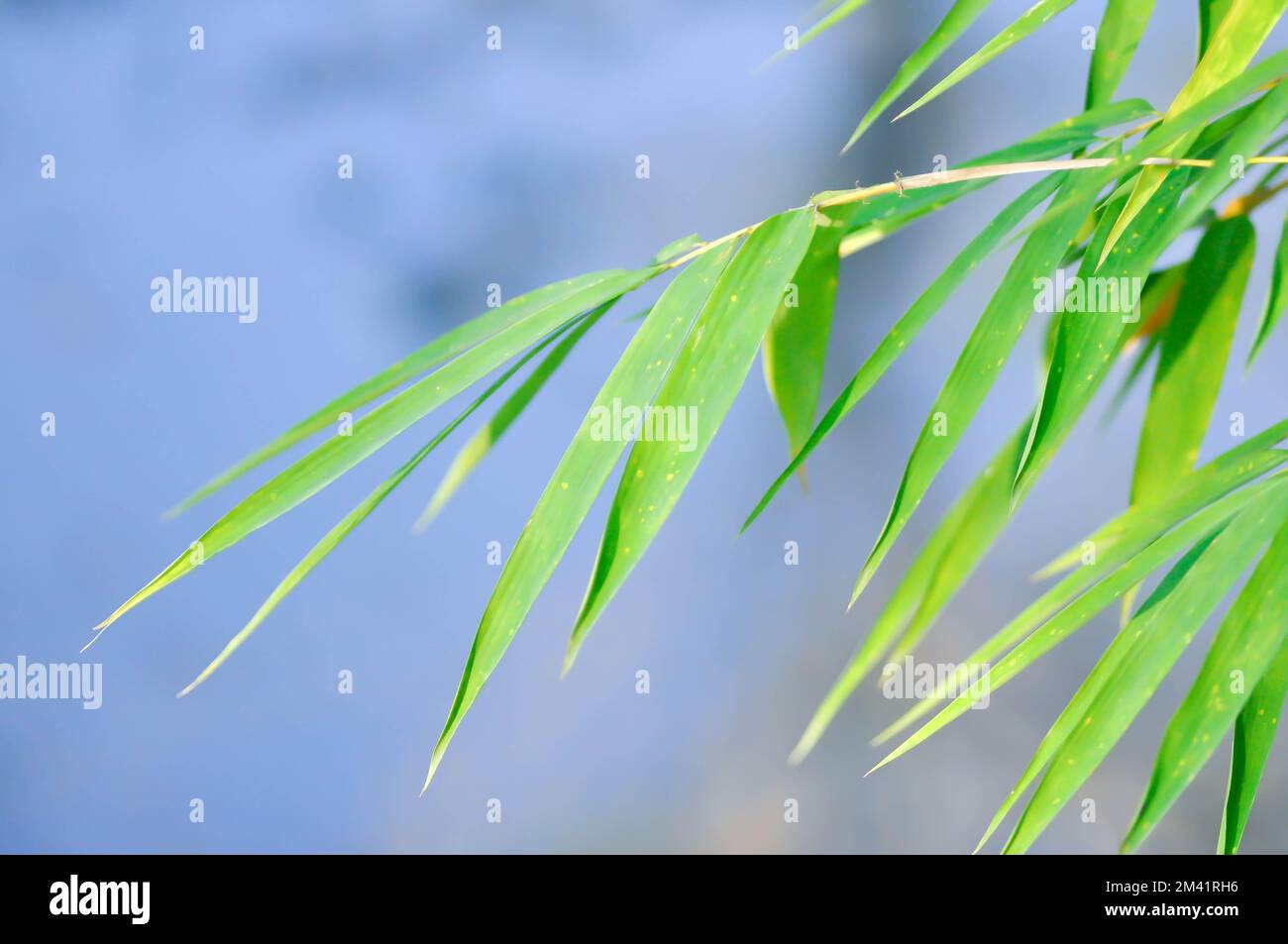 Bamboo, GRAMINEAE or  POACEAE or Bambusa arundinacea Willd or  Thorn Bamboo or Spiny Bamboo or  Bambusa vulgaris schrad or  Feathery Bamboo or  Dendro Stock Photo