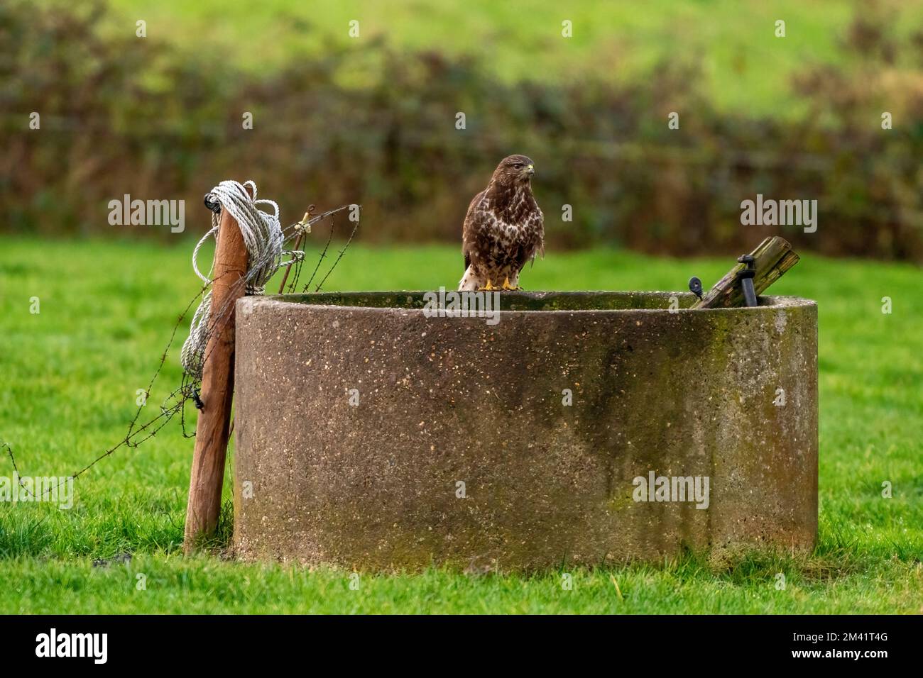 Common buzzard sitting the edge of an old well in a green lawn Stock Photo Alamy