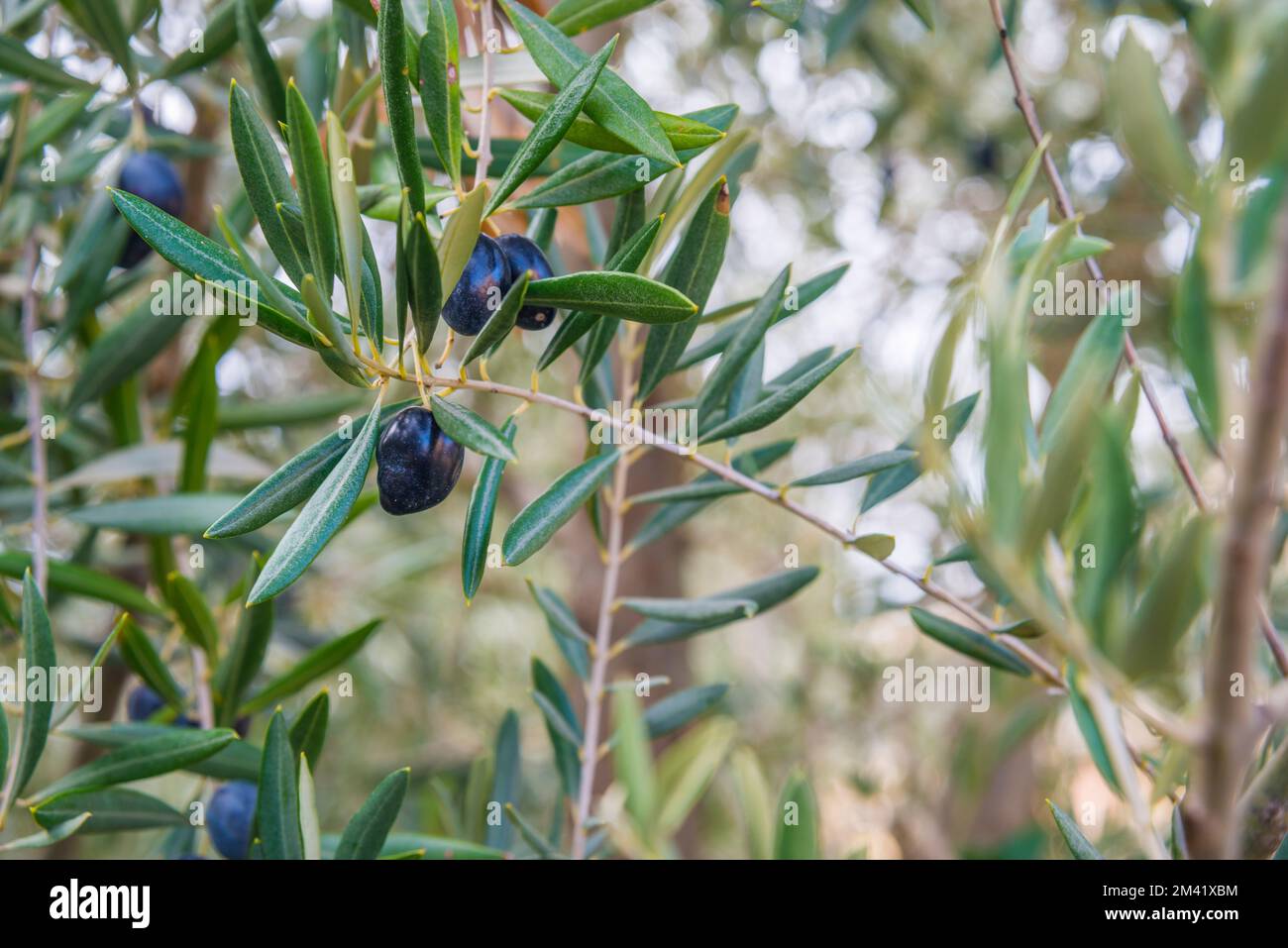 Branches of olive tree with olives Stock Photo Alamy
