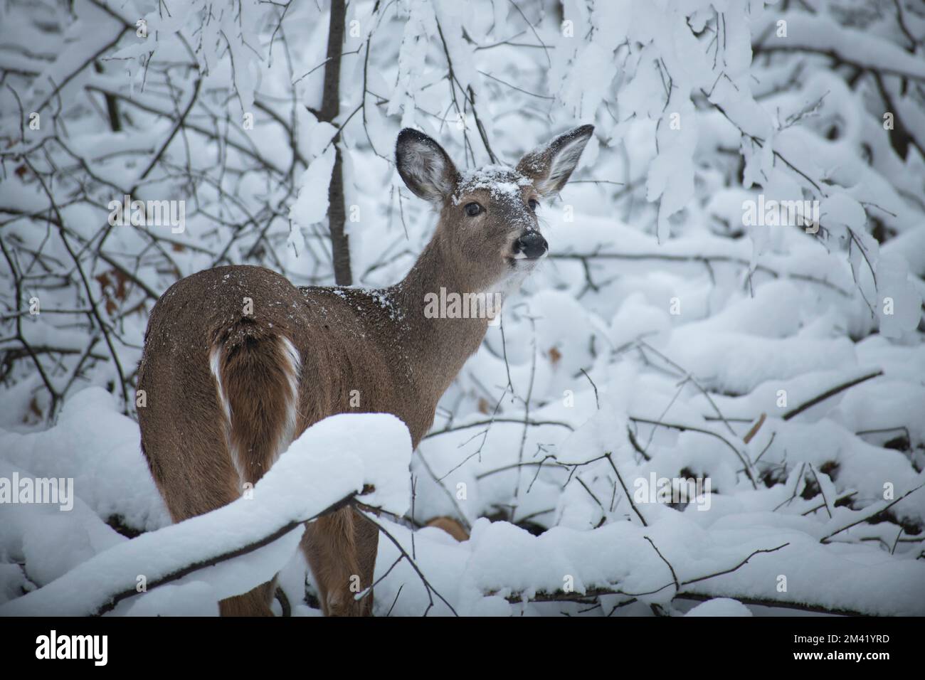 doe deer in snow during a cold winter in Wisconsin Stock Photo Alamy