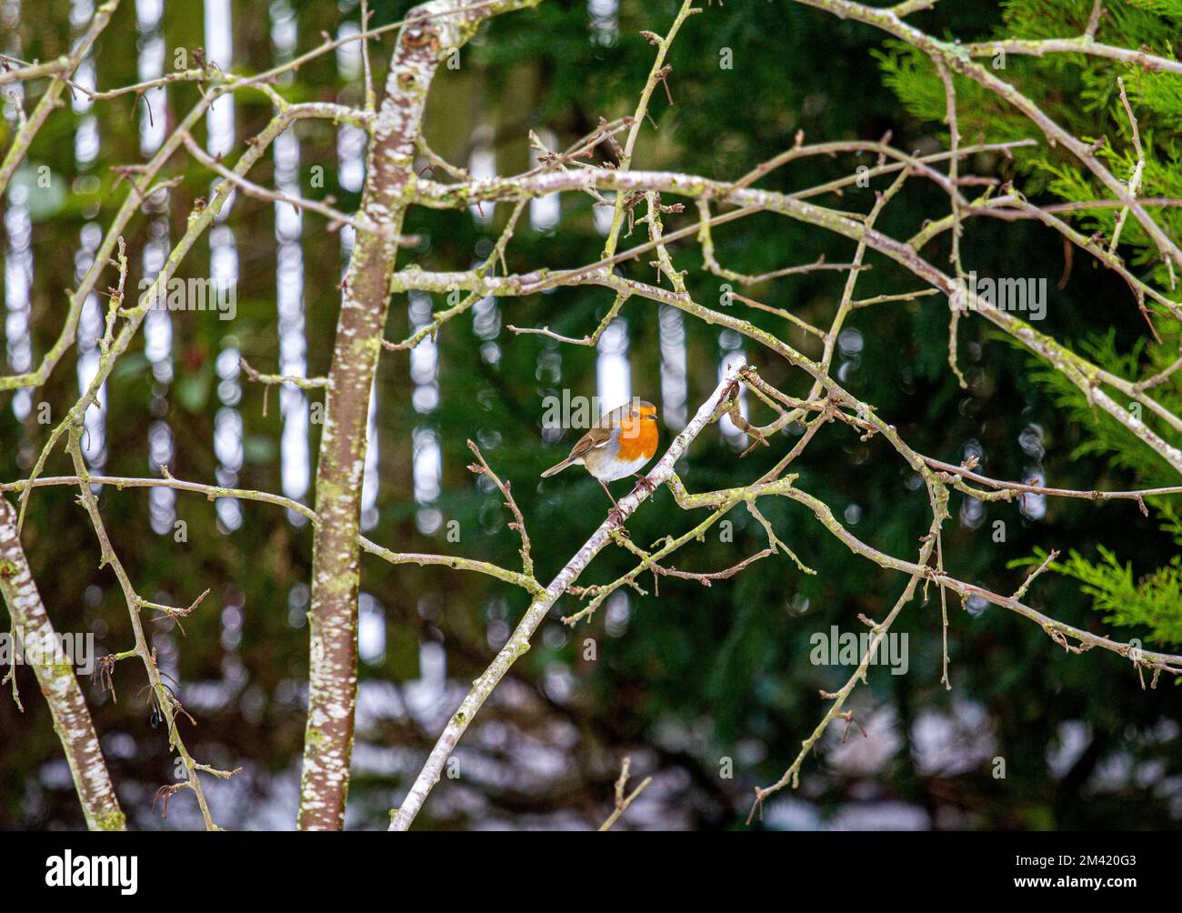 Dundee, Tayside, Scotland, UK. 18th Dec, 2022. UK Weather Winter in