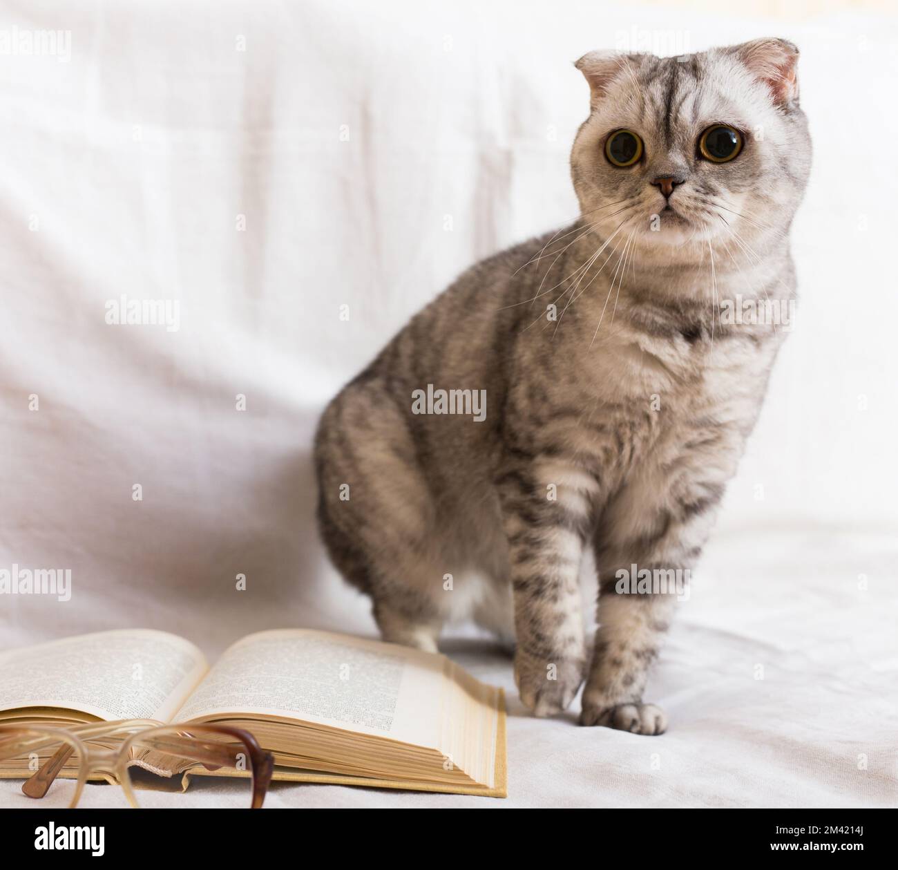 Cute cat plays with glasses and open books close up Stock Photo