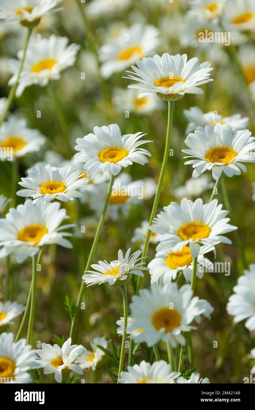 Anthemis tinctoria, golden marguerite, ox-eye chamomile, bright white flowers with golden yellow centres Stock Photo