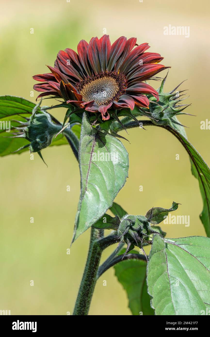 Helianthus annuus 'Red Sun’, sunflower 'Red Sun' Stock Photo