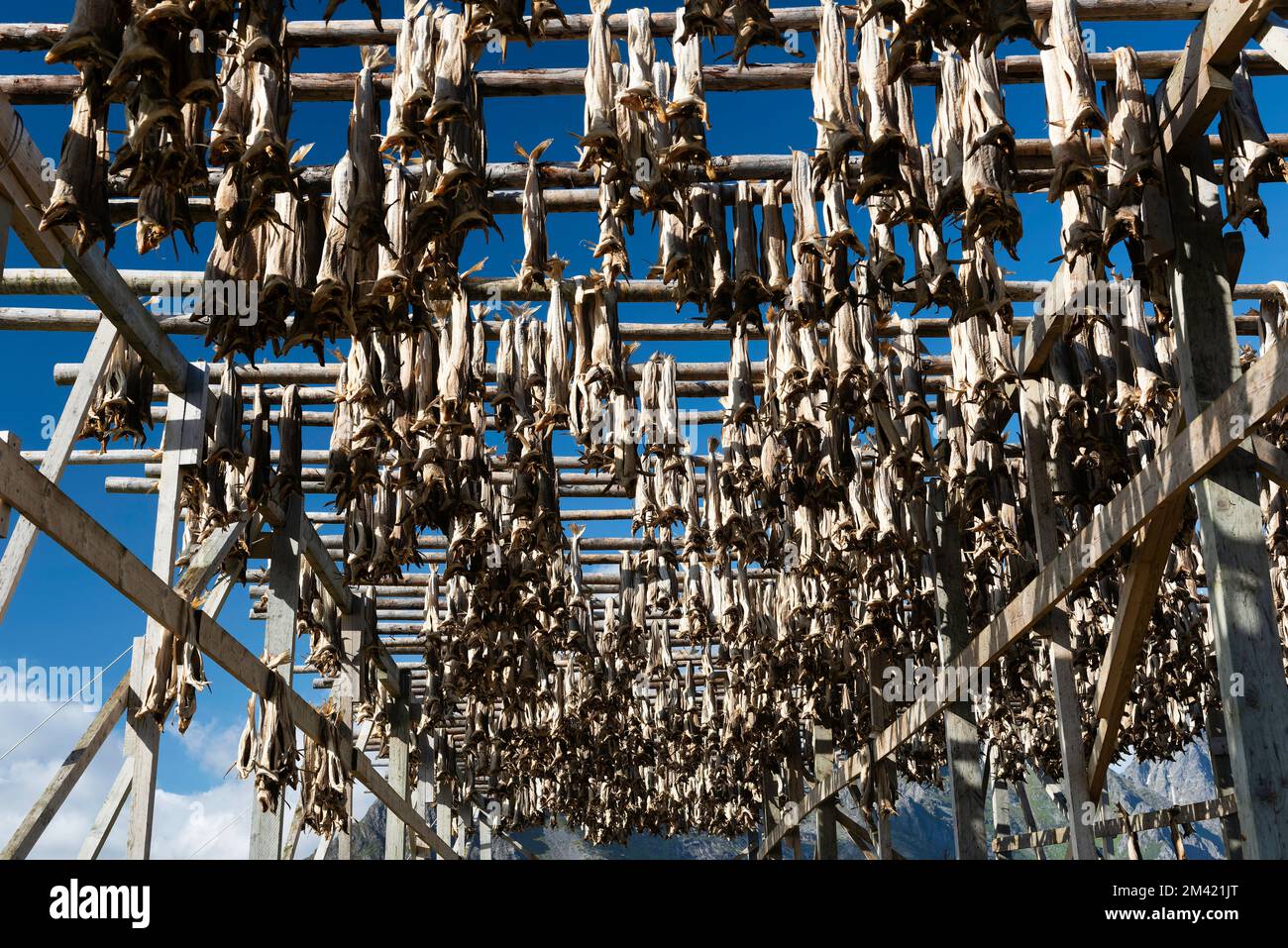 Drying Fihs Rack A low angle shot of fish drying on the racks under the sunlight and a ...