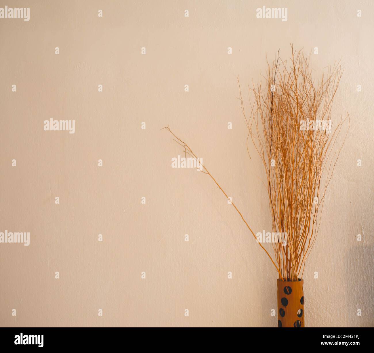Dry tree with white plaster wall Stock Photo