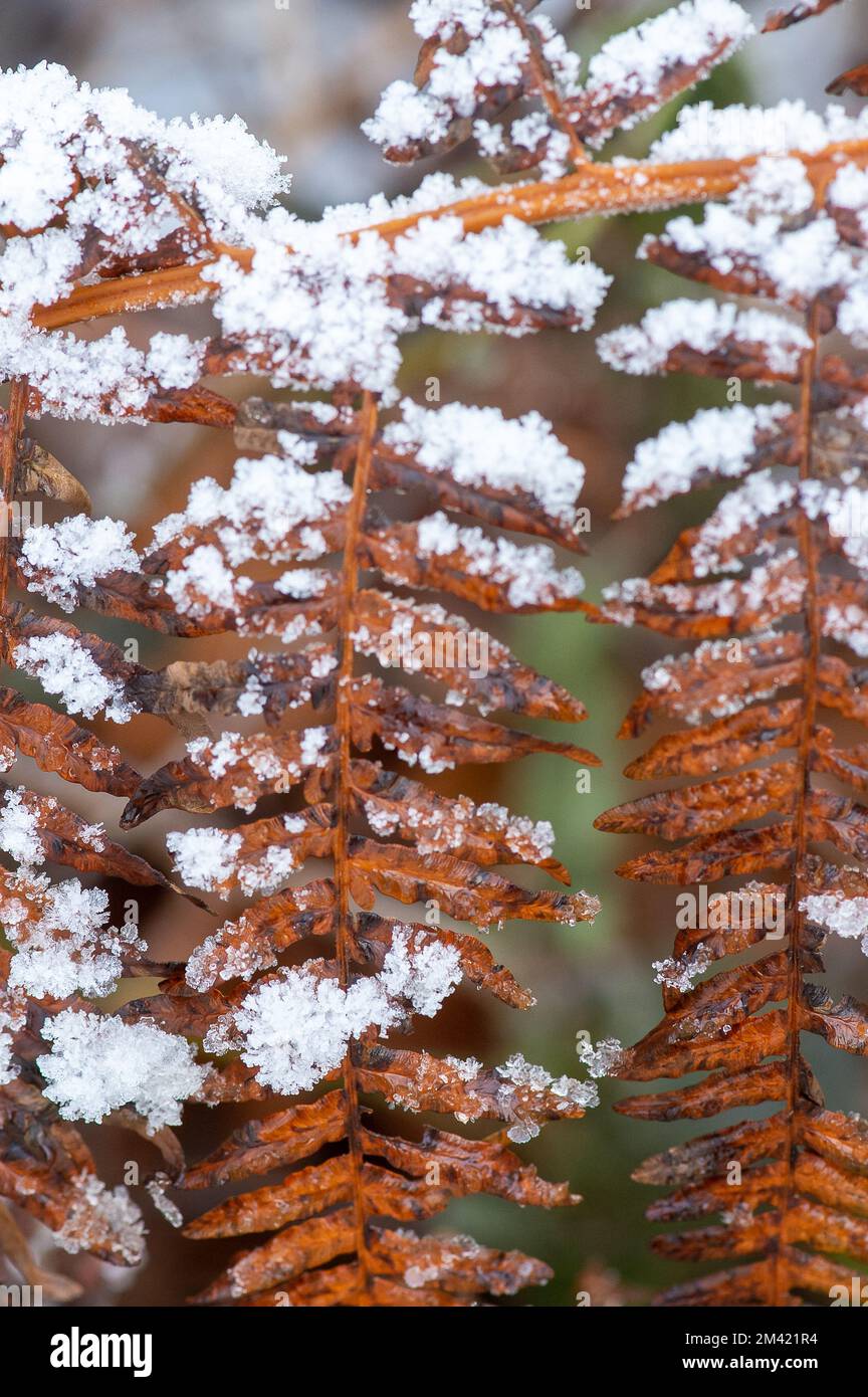 Farnham Common, Buckinghamshire, UK. 17th December, 2022. Burnham