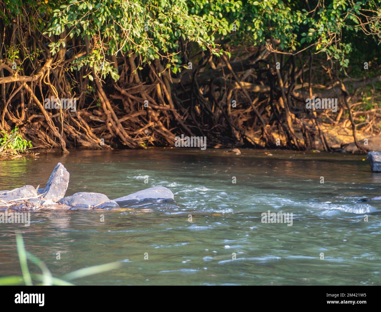 Many rivers and tree roots Stock Photo - Alamy