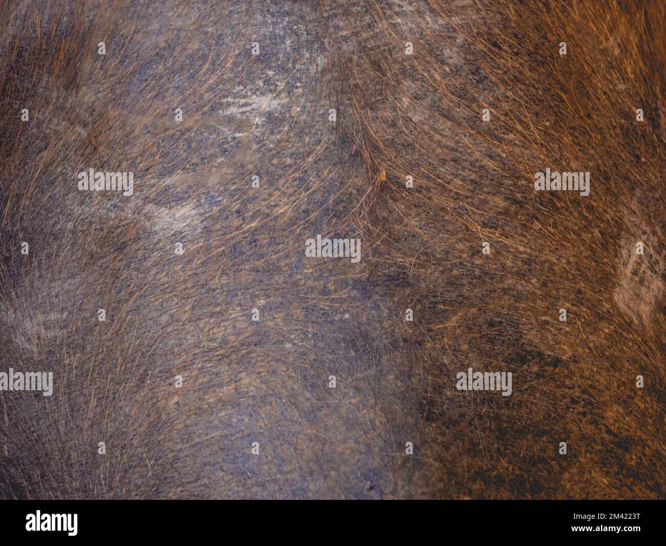 Buffalo skins and fur wallpapers Stock Photo