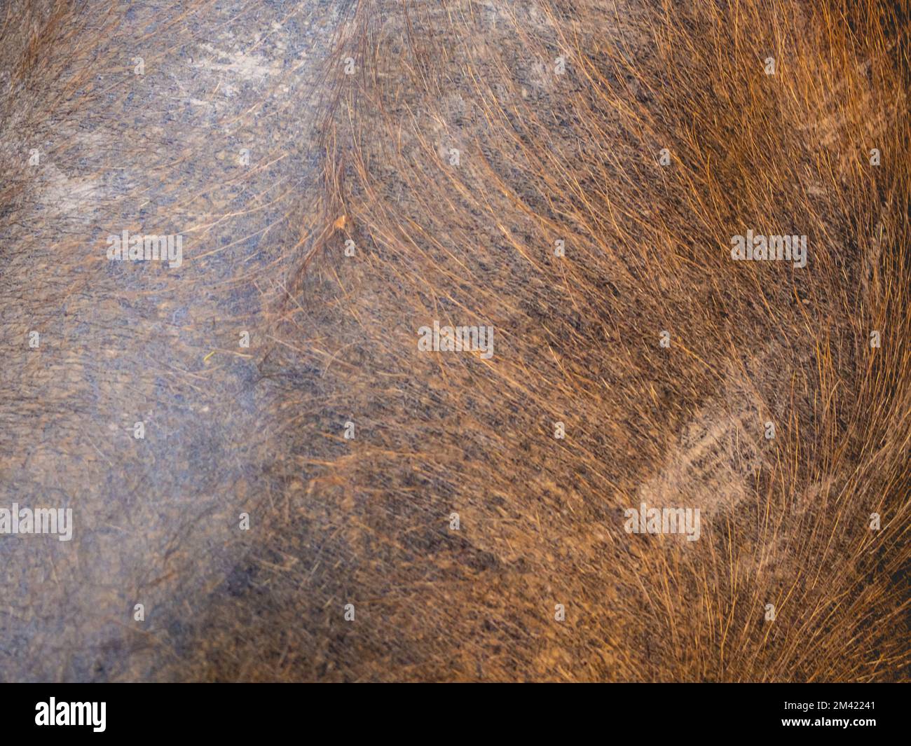 Buffalo skins and fur wallpapers Stock Photo Alamy