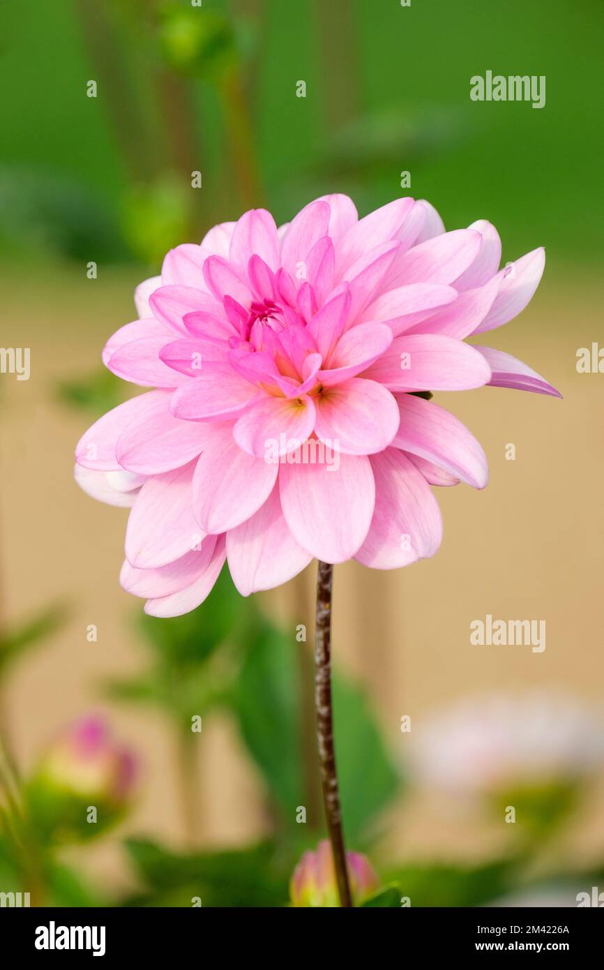 Dahlia 'Pink Perception’, water lily dahlia, tuberous perennial, Pink flowers, fading to paler pink at the tips, Stock Photo