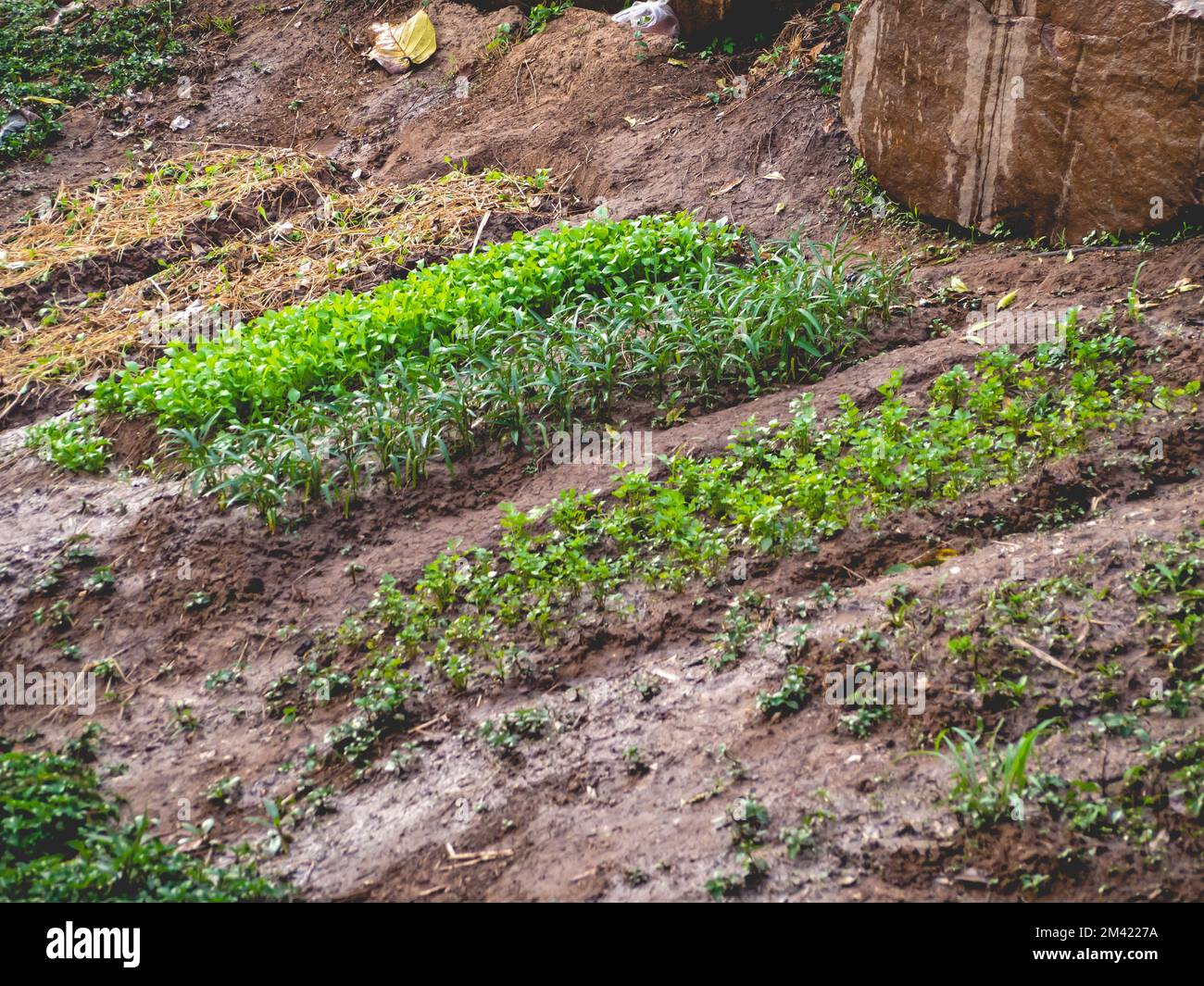 Vegetable plots grown from wet ground at Coffee shop called "Nature
