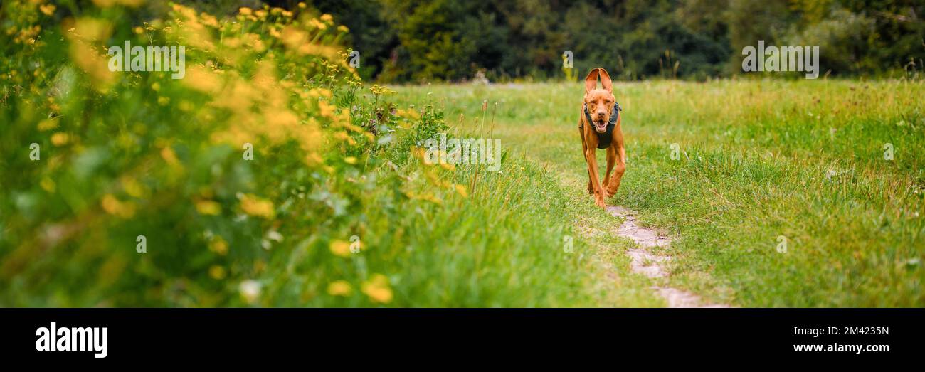 Cute happy vizsla puppy running through meadow full of flowers.  Happy dog portrait outdoors. Stock Photo