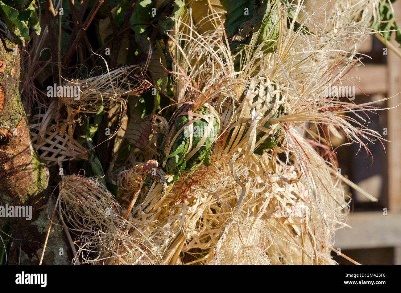 Part of a sacificing ceremony, Adi Gallo people still belive in Sun and Moon as Gods Stock Photo