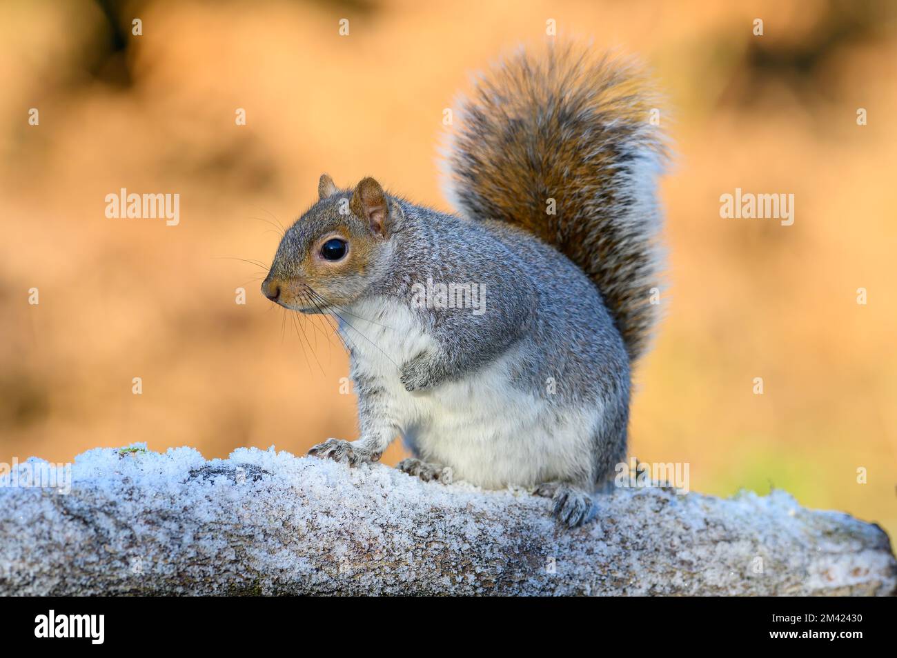 Grey Squirrel, Sciurus carolinensis,  sat on a frosty log Stock Photo