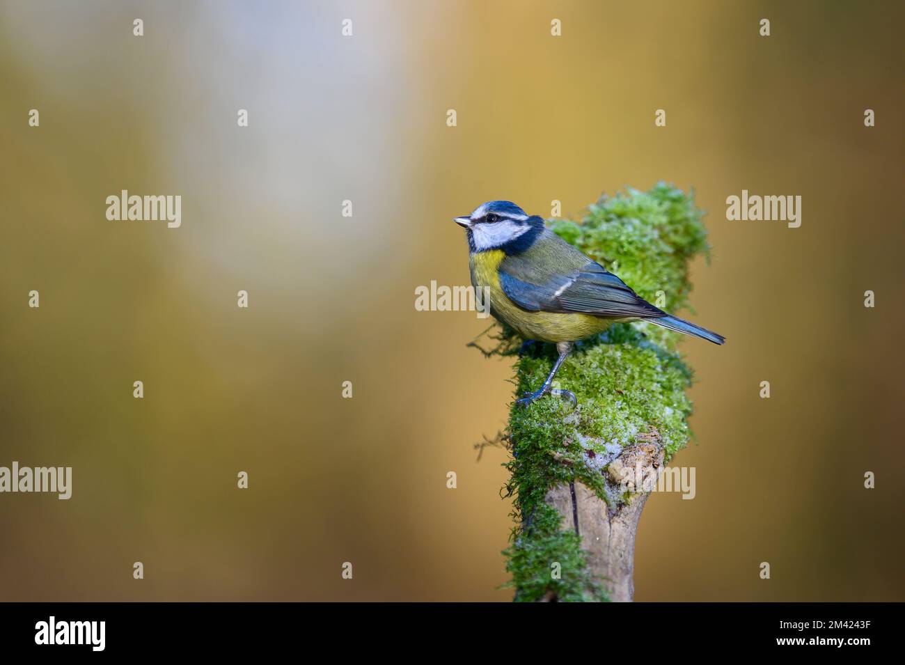 Blue Tit, Cyanistes caeruleus, perched on a moss covered branch, looking left and up Stock Photo