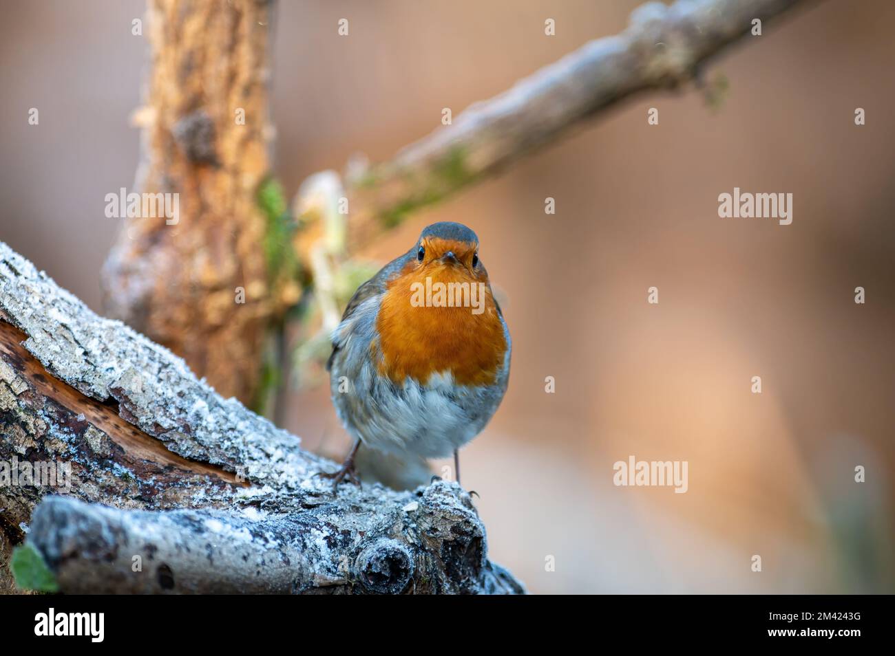 Robin, Erithacus rubecula, perched on a frosty branch, looking ahead Stock Photo