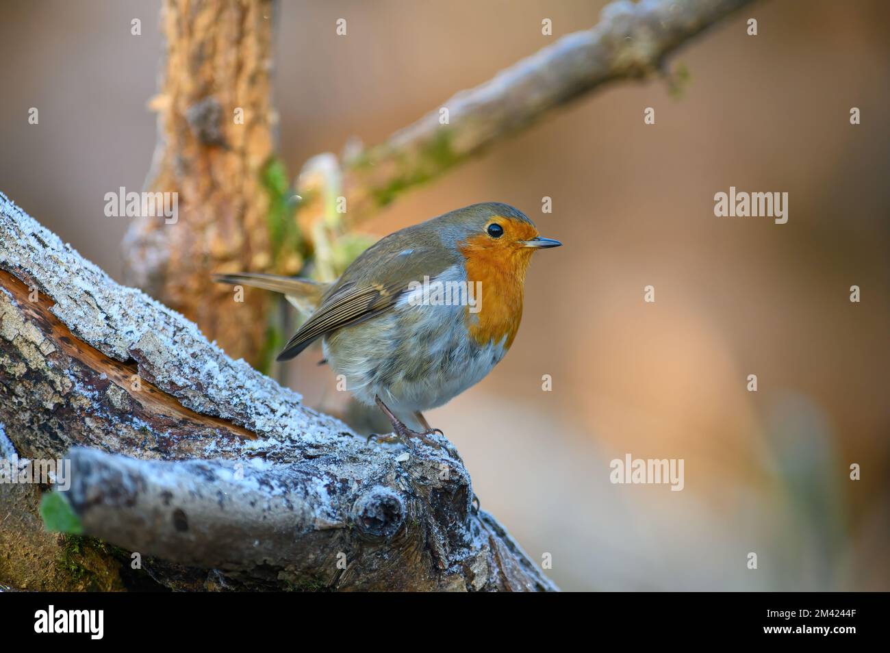 Robin, Erithacus rubecula, perched on a frosty branch, looking right Stock Photo