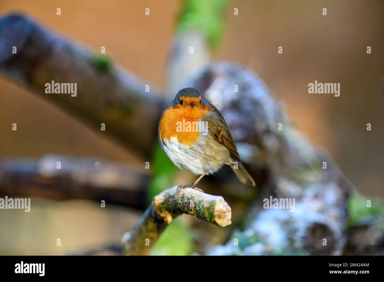 Robin, Erithacus rubecula, perched on a branch, looking ahead Stock Photo