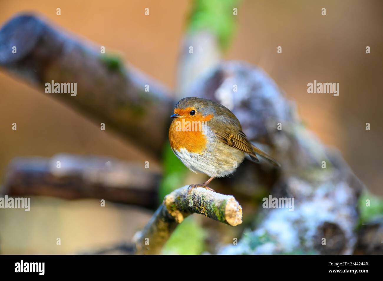 Robin, Erithacus rubecula, perched on a frosty branch, looking left Stock Photo