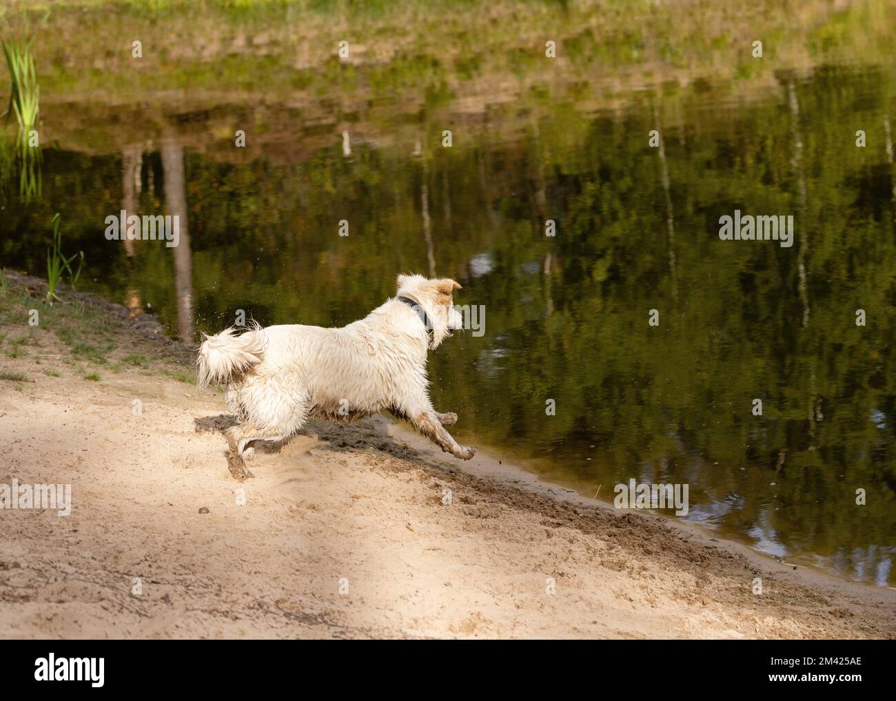 A cute wet Golden Retriever dog running towards a lake Stock Photo - Alamy