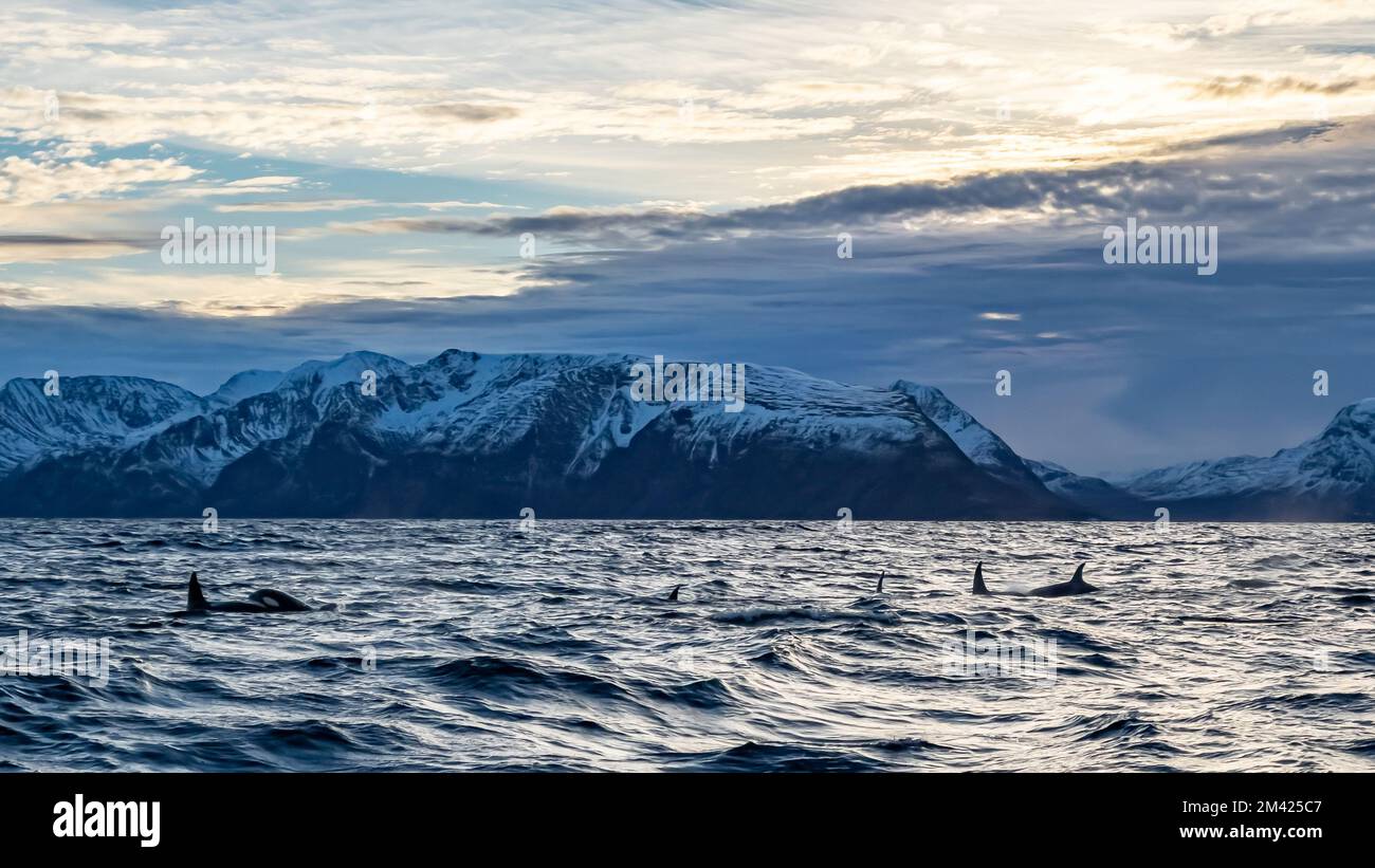 orcas or killer whales in Kvænangen fjord in Norway hunting for herrings Stock Photo