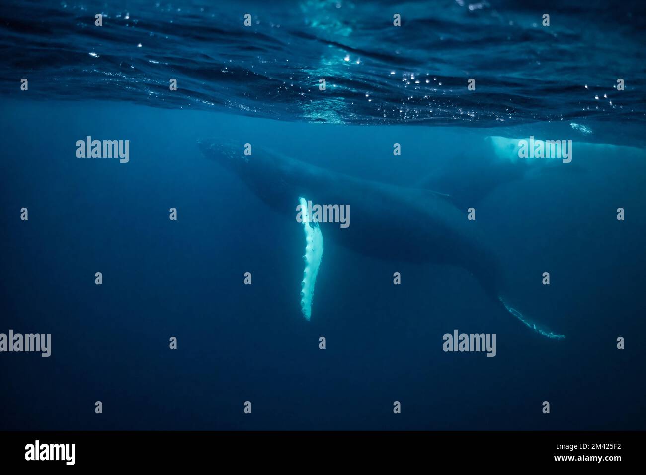 humpback whales in Kvænangen fjord in Norway hunting for herrings Stock Photo