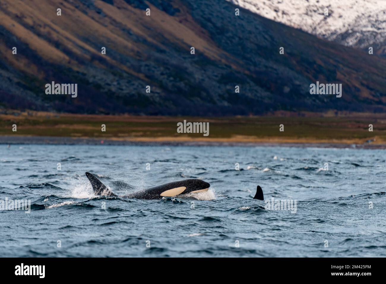 orcas or killer whales in Kvænangen fjord in Norway hunting for herrings Stock Photo