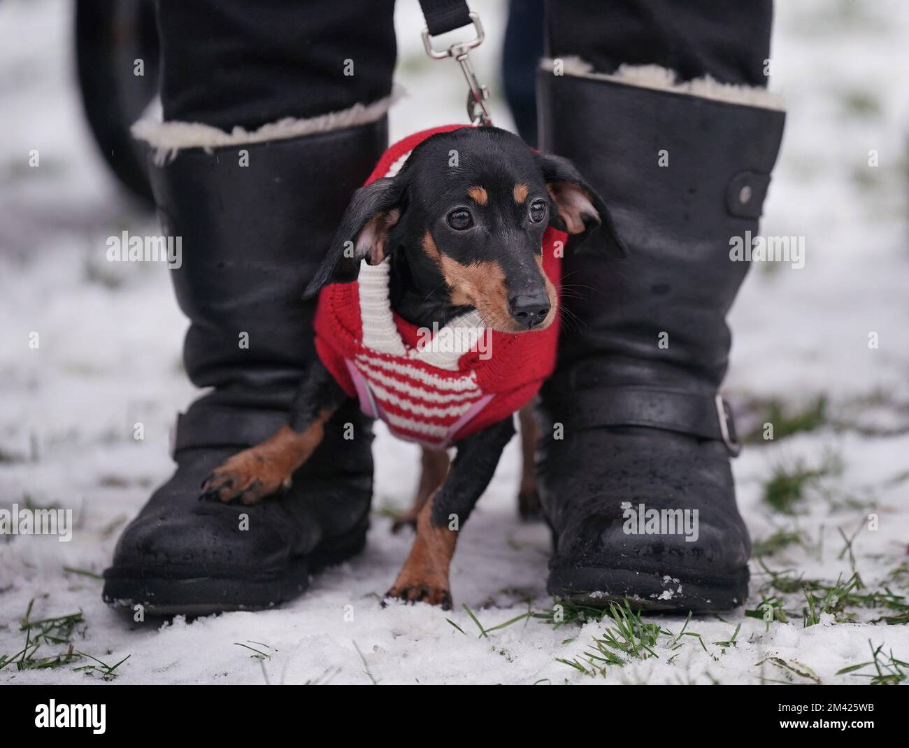 Dachshunds at the annual Hyde Park Sausage Walk, in Hyde Park, London, as dachshunds and their