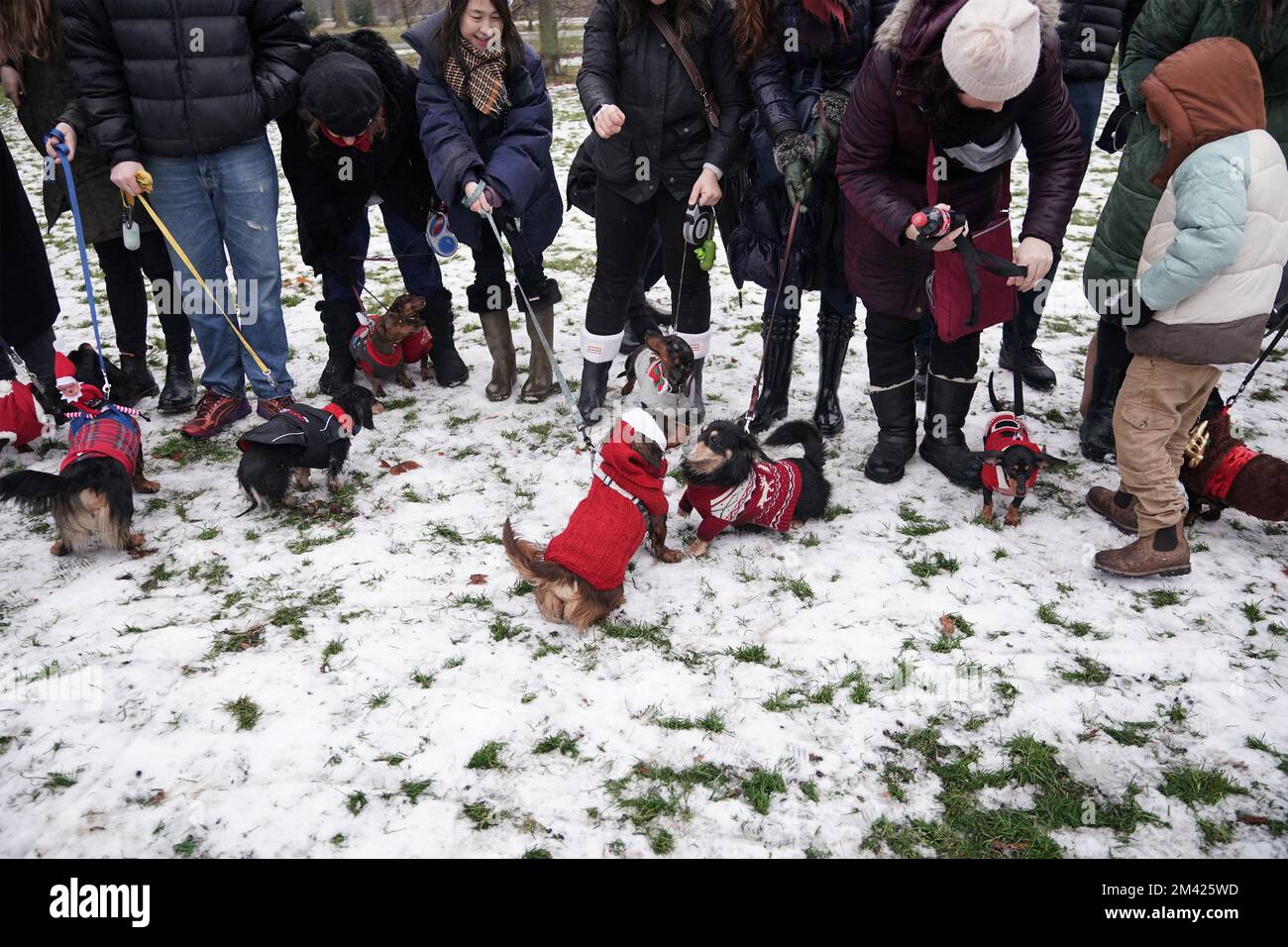 Dachshunds at the annual Hyde Park Sausage Walk, in Hyde Park, London, as dachshunds and their